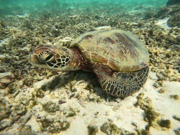 宮古島 ADVENTURE PiPi（ミヤコジマ アドベンチャー ピピ）に投稿された画像（2024/9/1）