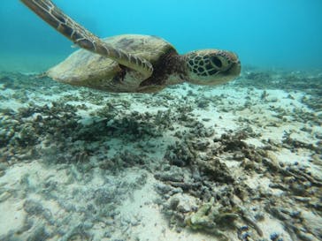 宮古島 ADVENTURE PiPi（ミヤコジマ アドベンチャー ピピ）に投稿された画像（2024/9/1）