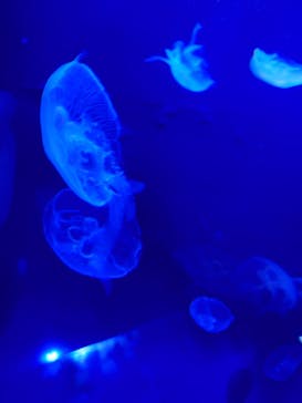 サンシャイン水族館に投稿された画像（2024/9/1）