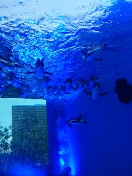 サンシャイン水族館に投稿された画像（2024/9/1）