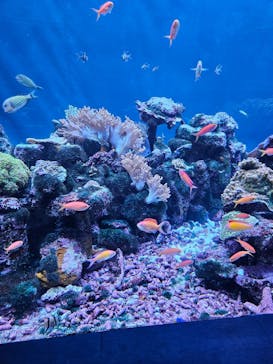 サンシャイン水族館に投稿された画像（2024/9/1）