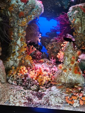 サンシャイン水族館に投稿された画像（2024/9/1）