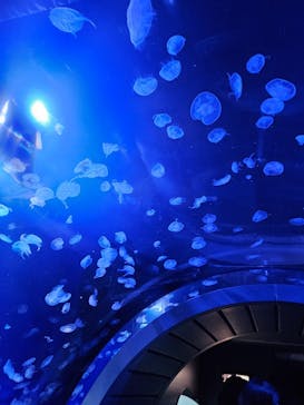 サンシャイン水族館に投稿された画像（2024/9/1）