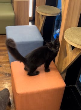 猫カフェモカ　秋葉原店に投稿された画像（2024/9/1）