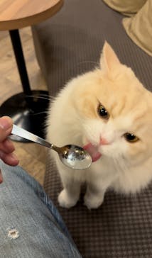 猫カフェモカ　秋葉原店に投稿された画像（2024/9/1）