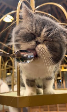 猫カフェモカ　秋葉原店に投稿された画像（2024/9/1）