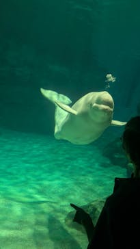 名古屋港水族館に投稿された画像（2024/9/1）