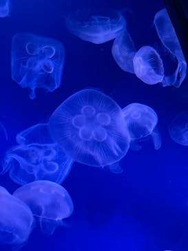 新江ノ島水族館に投稿された画像（2024/9/1）