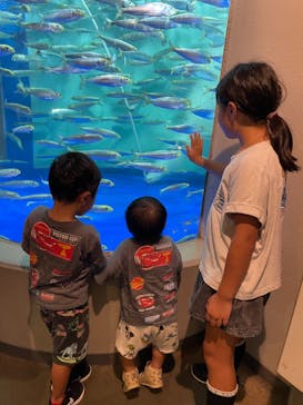 しながわ水族館に投稿された画像（2024/9/1）