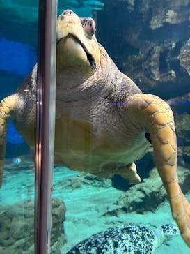 名古屋港水族館に投稿された画像（2024/9/1）