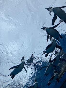 サンシャイン水族館に投稿された画像（2024/9/1）