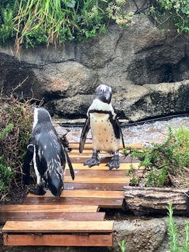 サンシャイン水族館に投稿された画像（2024/9/1）