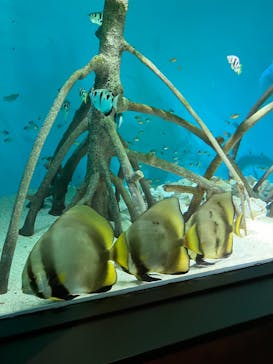 サンシャイン水族館に投稿された画像（2024/9/1）