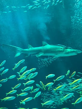 マリンワールド海の中道に投稿された画像（2024/9/1）