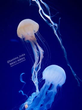 新江ノ島水族館に投稿された画像（2024/9/1）