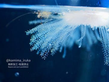 新江ノ島水族館に投稿された画像（2024/9/1）