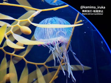 新江ノ島水族館に投稿された画像（2024/9/1）