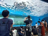 サンシャイン水族館に投稿された画像（2024/9/2）