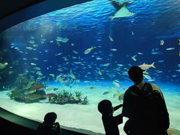 サンシャイン水族館に投稿された画像（2024/9/1）
