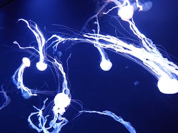 サンシャイン水族館に投稿された画像（2024/9/1）