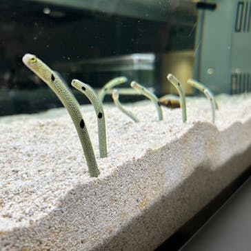 AOAO SAPPOROに投稿された画像（2024/9/1）