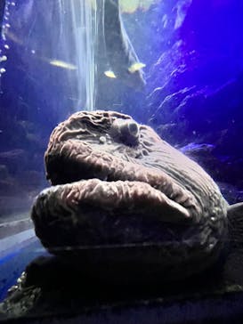 新江ノ島水族館に投稿された画像（2024/9/2）