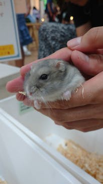 いきもの探検隊上尾に投稿された画像（2024/9/2）