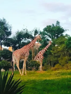 天王寺動物園に投稿された画像（2024/9/2）