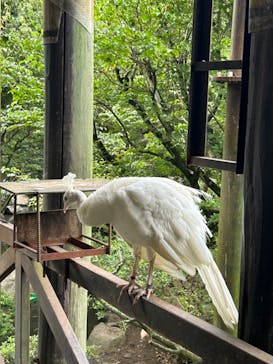 伊豆シャボテン動物公園に投稿された画像（2024/9/2）