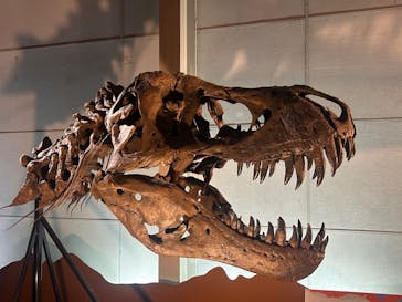 巨大恐竜展2024に投稿された画像（2024/9/2）