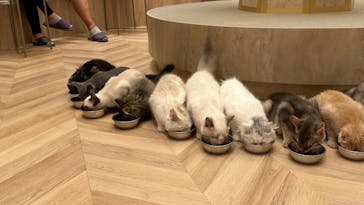 猫カフェモカ　イオンモール羽生店に投稿された画像（2024/9/2）