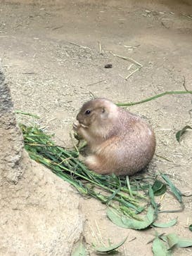 神戸どうぶつ王国に投稿された画像（2024/9/2）