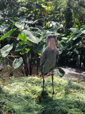 神戸どうぶつ王国に投稿された画像（2024/9/2）