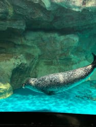 アクアワールド茨城県大洗水族館に投稿された画像（2024/9/2）