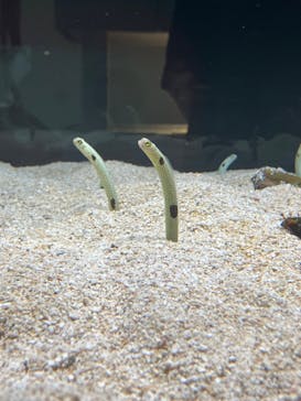 AOAO SAPPOROに投稿された画像（2024/9/2）