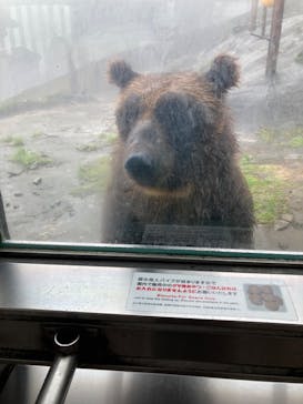 のぼりべつクマ牧場に投稿された画像（2024/9/2）