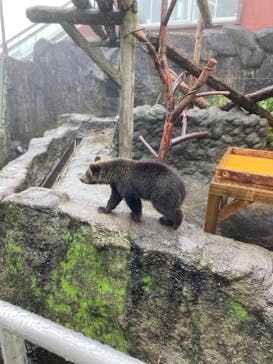 のぼりべつクマ牧場に投稿された画像（2024/9/2）