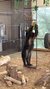 のぼりべつクマ牧場に投稿された画像（2024/9/2）