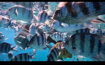 武藤潜水に投稿された画像（2024/9/2）