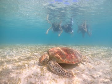 タビワク　宮古島に投稿された画像（2024/9/2）