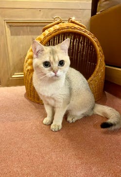 猫カフェモカ 名古屋栄店に投稿された画像（2024/9/2）