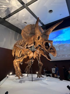 DinoScience 恐竜科学博 ～ララミディア大陸の恐竜物語～ 2024