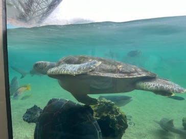 横浜・八景島シーパラダイスに投稿された画像（2024/9/2）