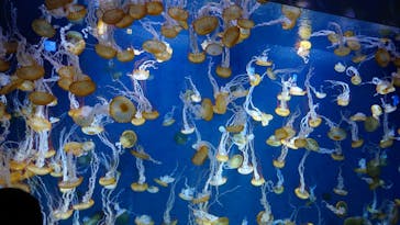 新江ノ島水族館に投稿された画像（2024/9/2）