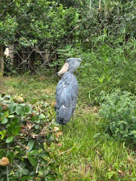 恩賜上野動物園に投稿された画像（2024/9/3）
