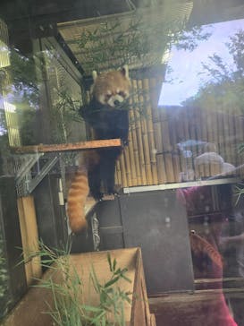 恩賜上野動物園に投稿された画像（2024/9/3）