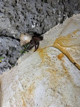 宮古島 ADVENTURE PiPi（ミヤコジマ アドベンチャー ピピ）に投稿された画像（2024/9/2）