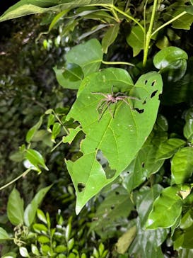 宮古島 ADVENTURE PiPi（ミヤコジマ アドベンチャー ピピ）に投稿された画像（2024/9/2）