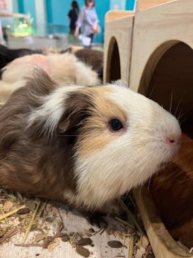 Moff animal cafe iias つくば店に投稿された画像（2024/9/3）