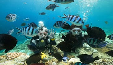 武藤潜水に投稿された画像（2024/9/3）